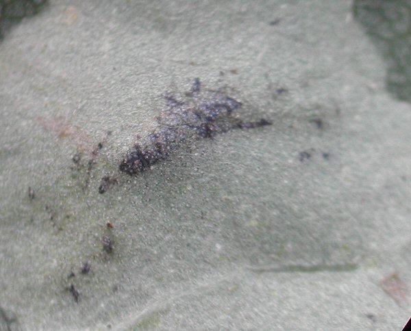 pupa