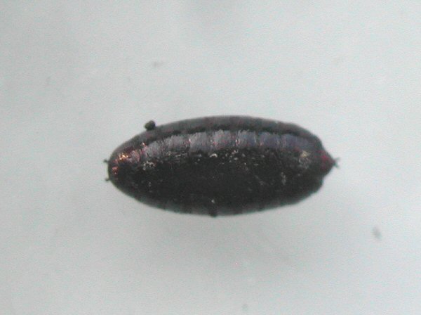 pupa