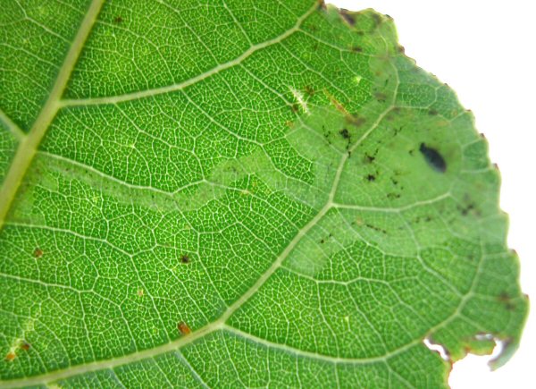 pupation occurs in the mine