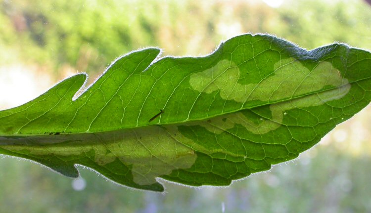 forms a long whitish blotch