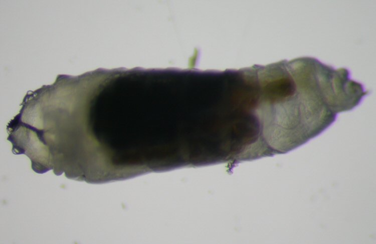 frass in larva
