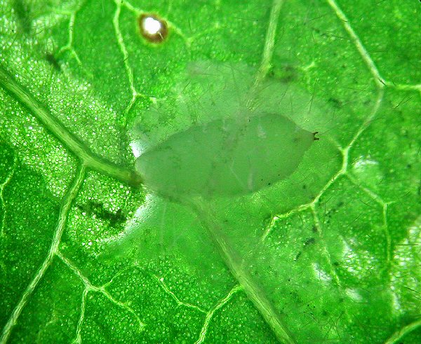 the pupa is green