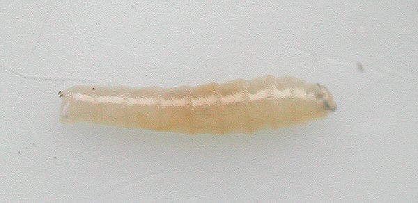 lateral view