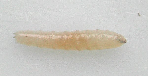 dorso-lateral view