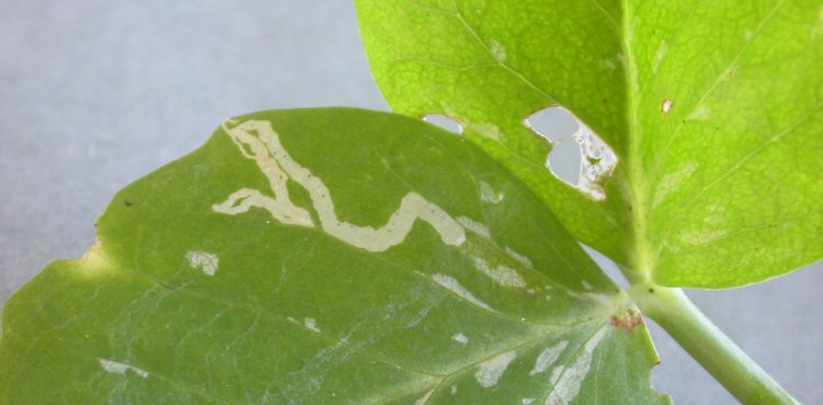 a long whitish twisting mine