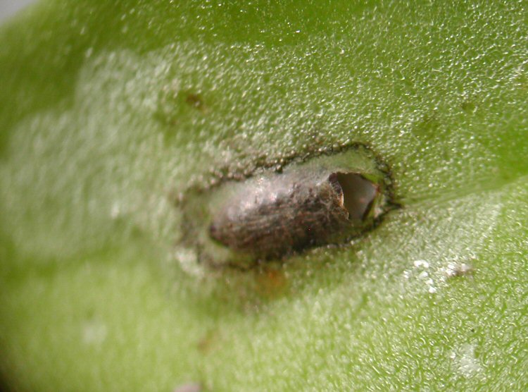 exuviae