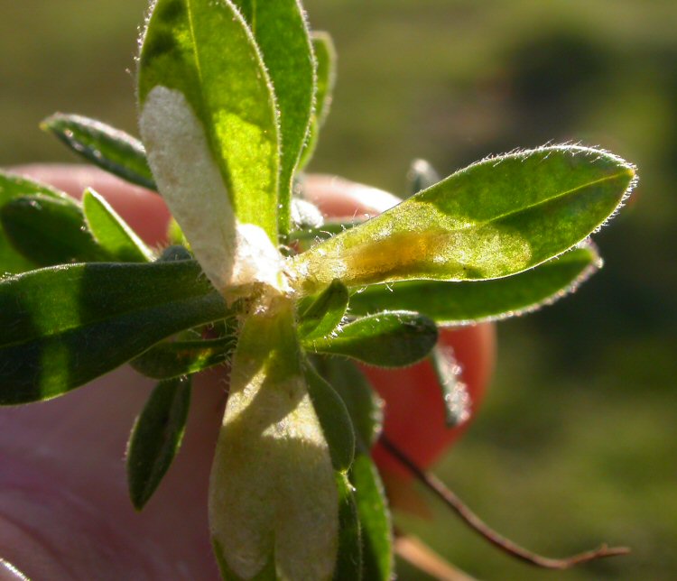 larva in mione
