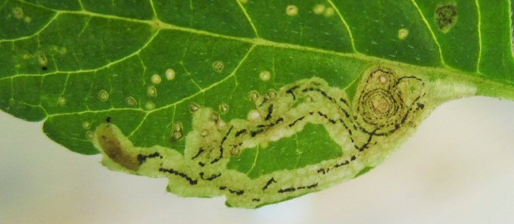 larva in mine