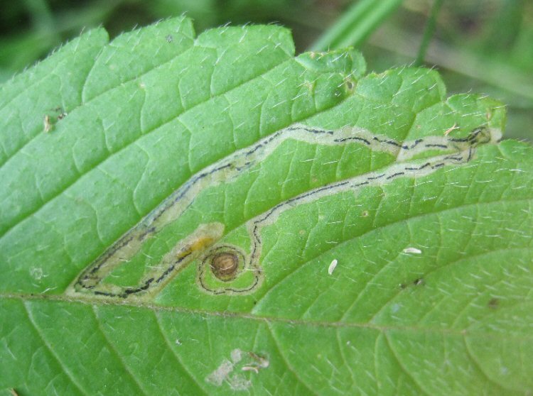 larva in mine
