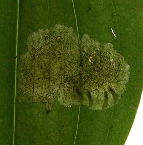 several larvae occur in one blotch