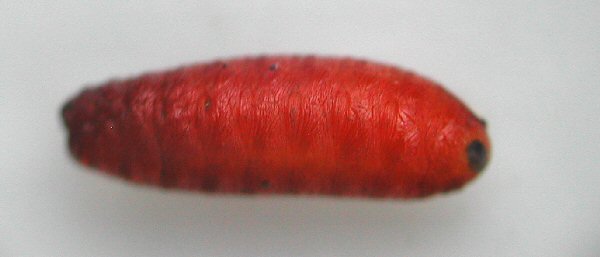 lateral view