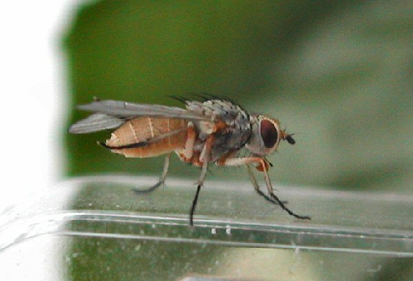adult fly