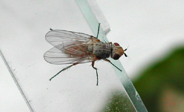 adult fly