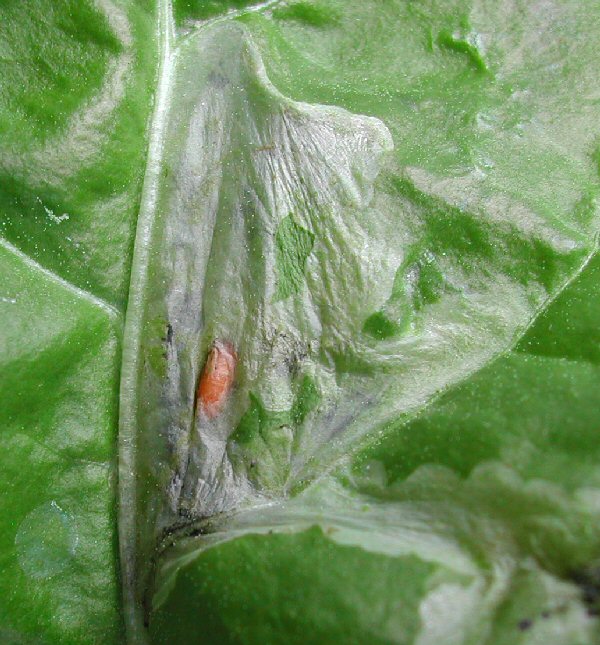 cocoon