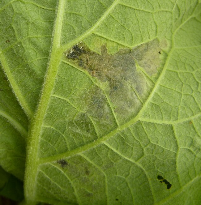 the white eggs are visible close to the vein