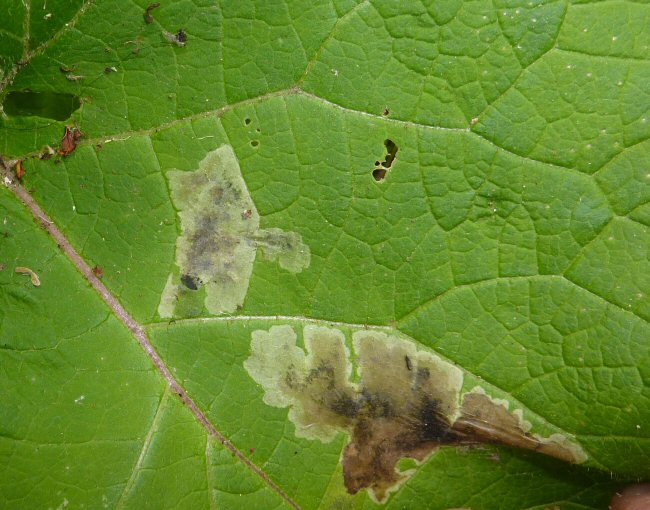 large blotch mines are formed