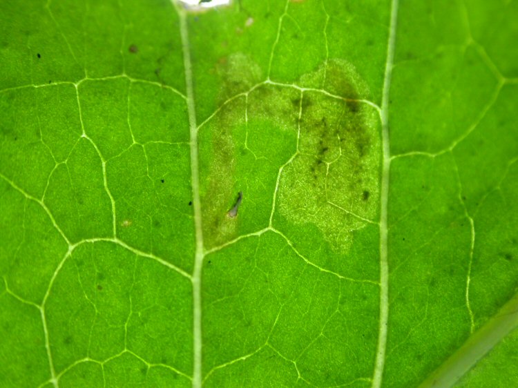 larva in mine