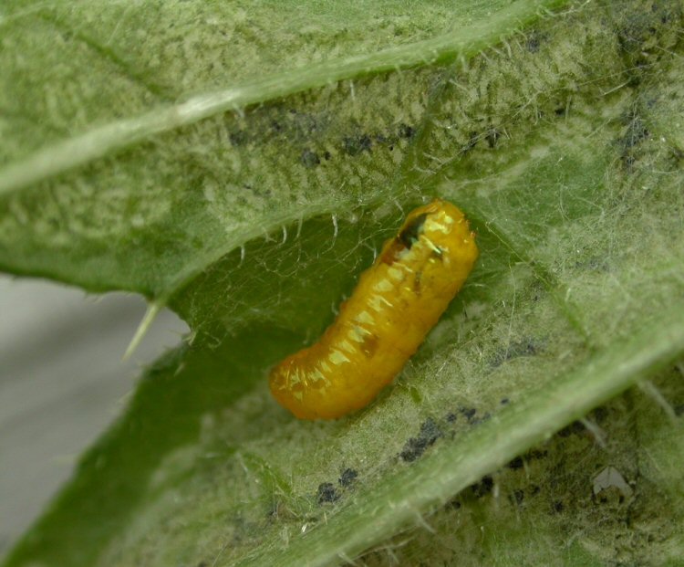 larva