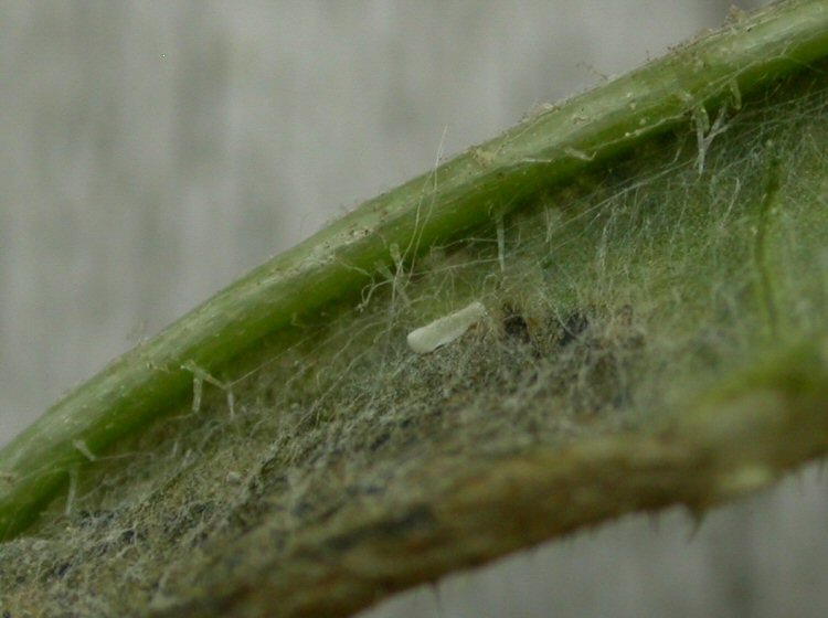 egg
