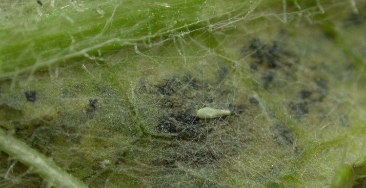 egg