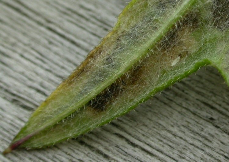 egg