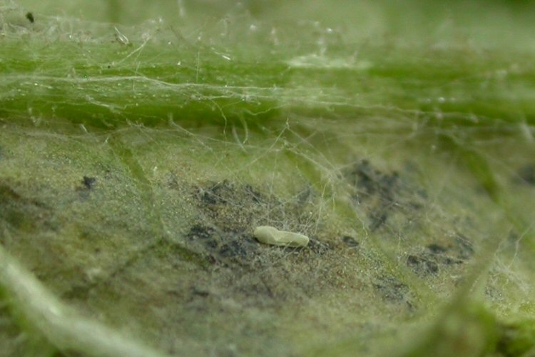 egg
