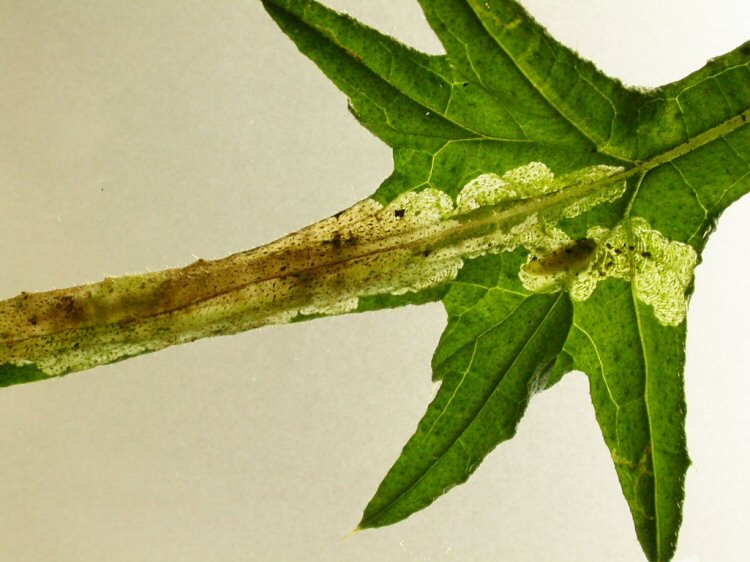 larva in mine
