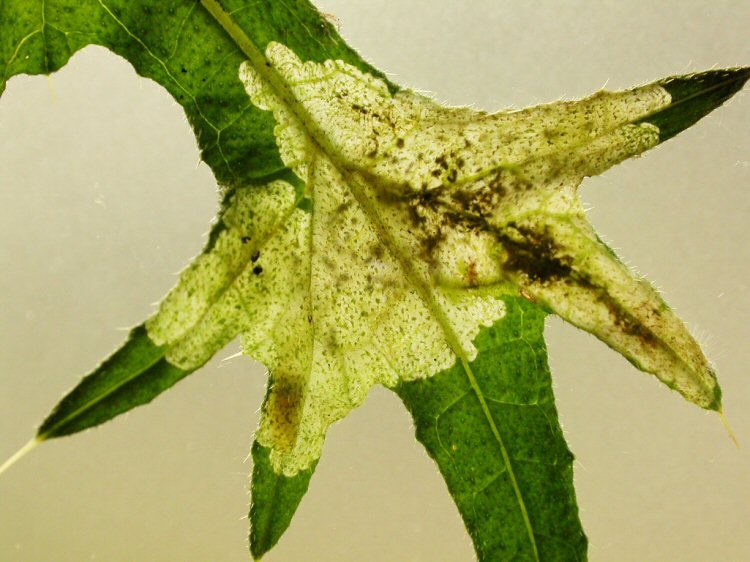 larva in mine
