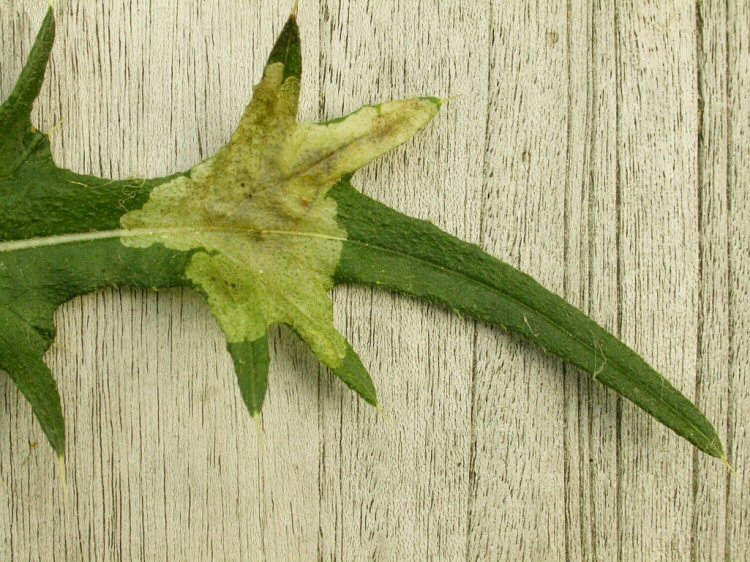 forms a large central blotch