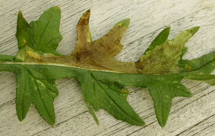 larva in mine