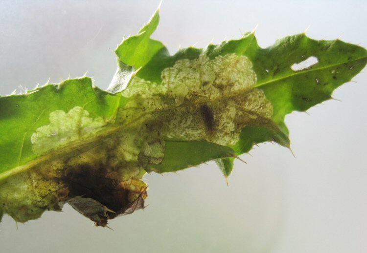 larva in mine