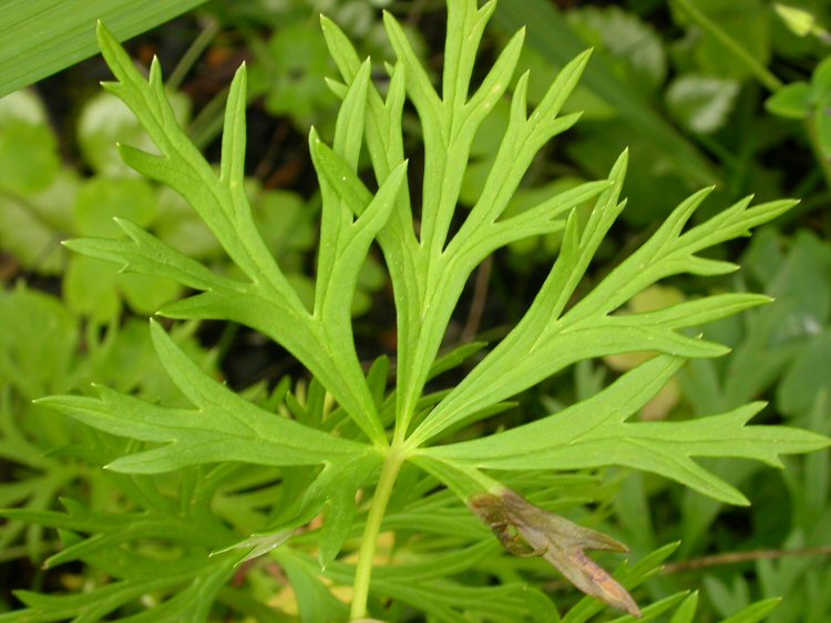 forms mines at the leaf tip