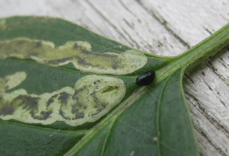 pupa.