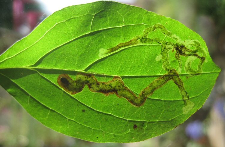 pupa at end of mine