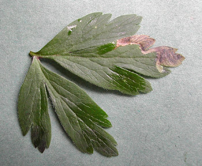 forms a blotch mine at the leaf edge