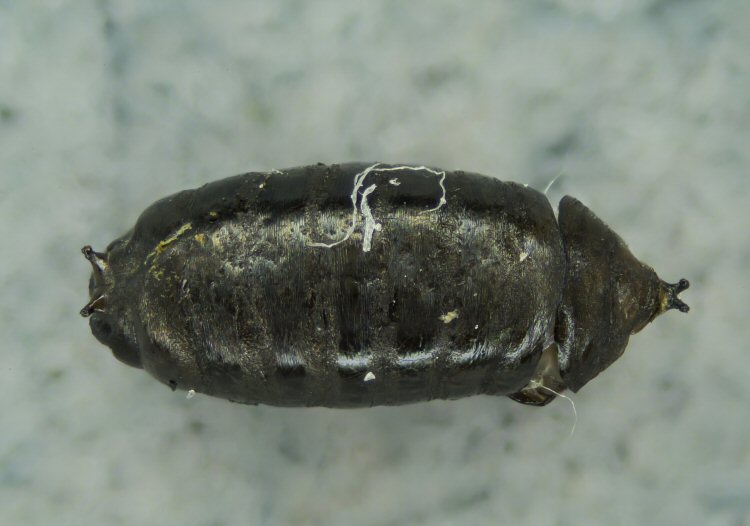 exuviae