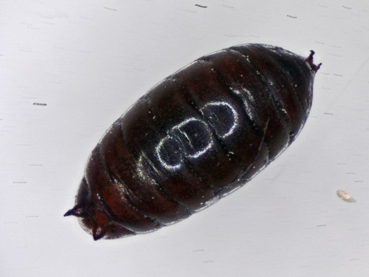 Dorsal view of pupa