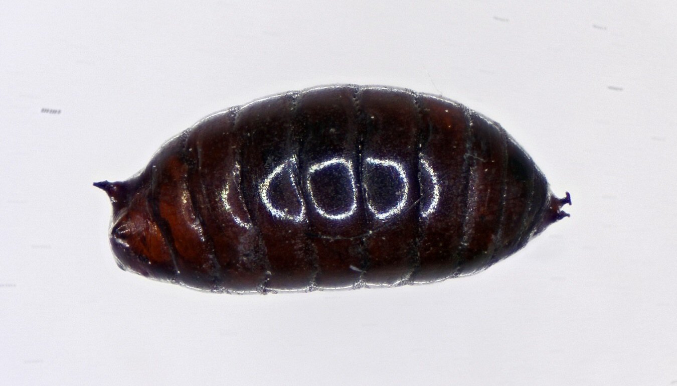 lateral view