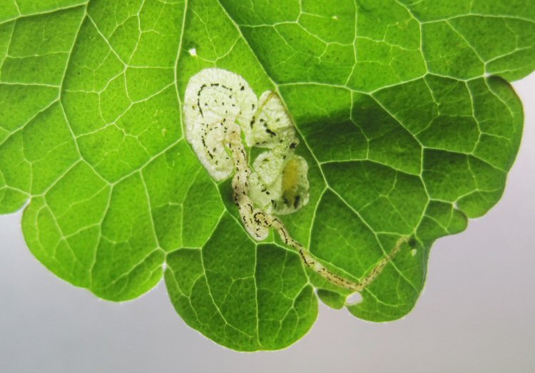 LARVA IN MINE
