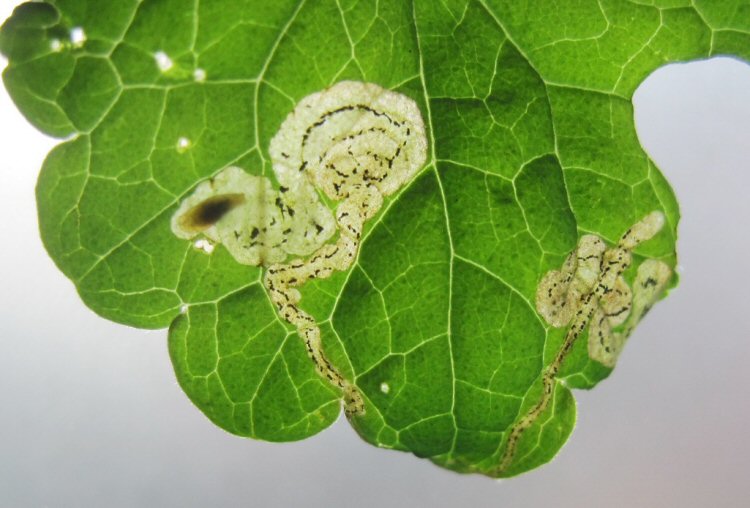 larva in mine