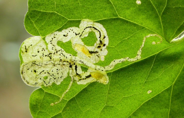 larvae in mines