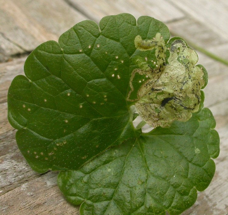 larva in mine