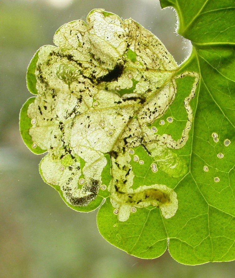 larva in mine