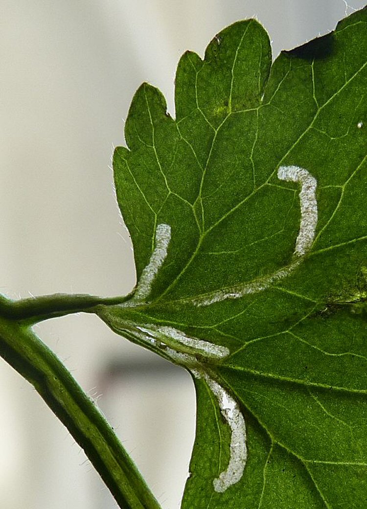 makes unbranched parallel-sided galleries