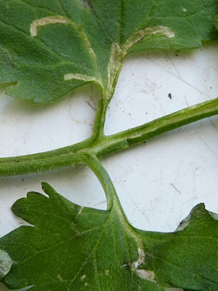 the larva mines in the petiole and then into the leaf blade 