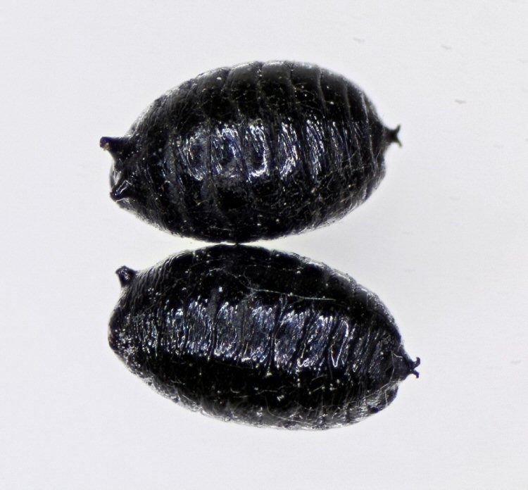 pupae