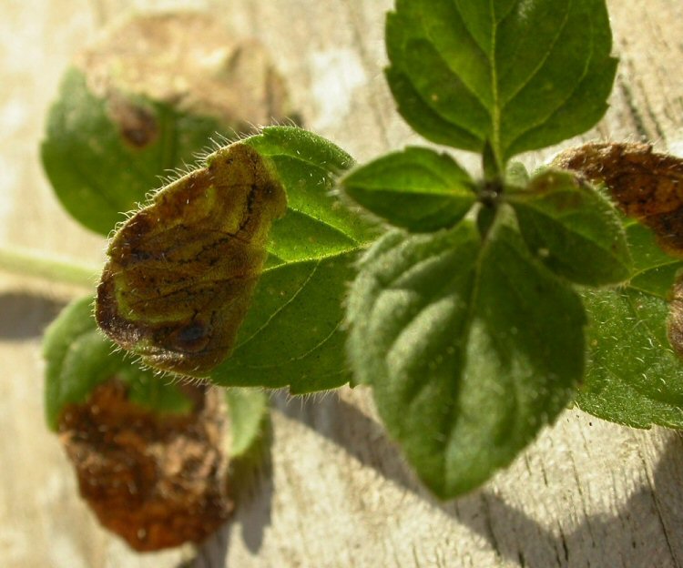 forms brown mines at leaf edge