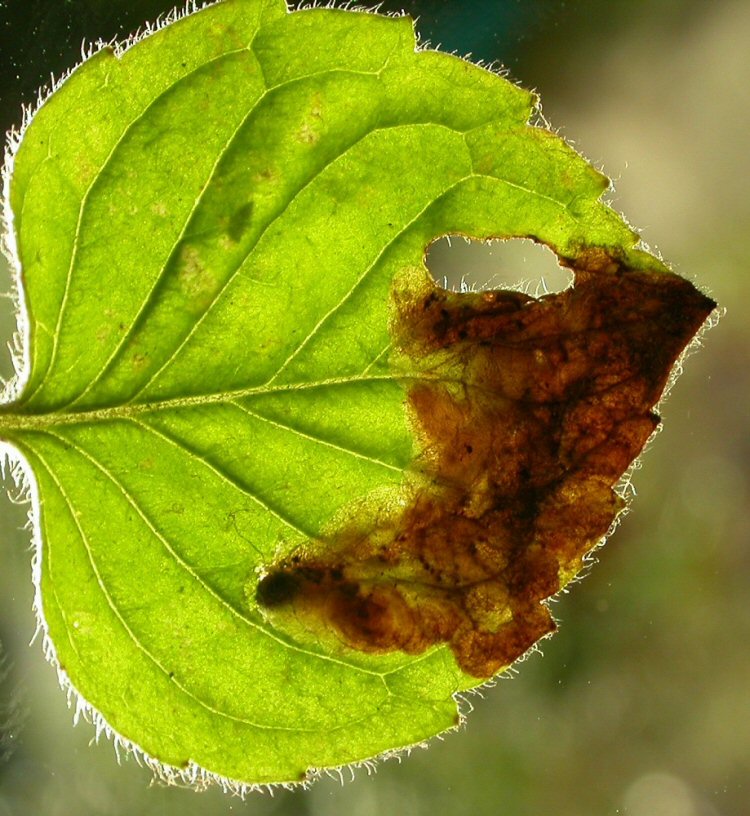 pupa in mine