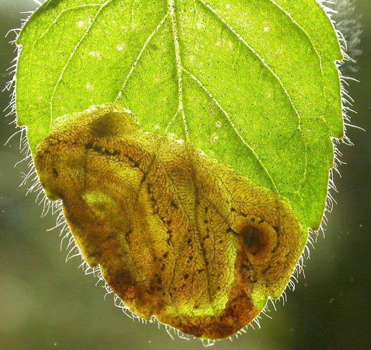 larva in mine