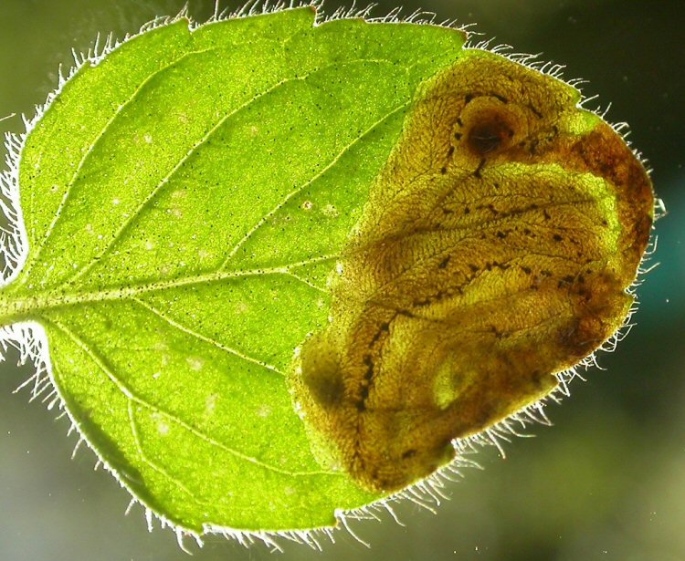 larva in mine